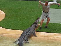 Crocodile show III